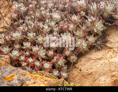 Bluff lettuce on patterned rocks, Highway 1, California Stock Photo