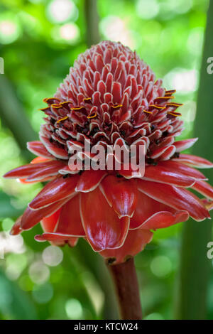 Torch ginger tropical flower blooming in Ocho Rios, Jamaica, West Indies, Caribbean Stock Photo