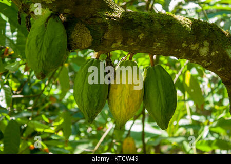 multi coloured Cocoa pods on the tree, Jamaica, caribbean, west indies Stock Photo