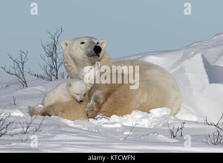 POLAR BEAR BABIES CUDDLING WITH MOM ON THE TUNDRA IN WAPUSK NATIONAL PARK. Stock Photo