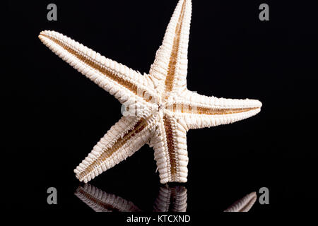 Single dried sea star isolated on black background Stock Photo