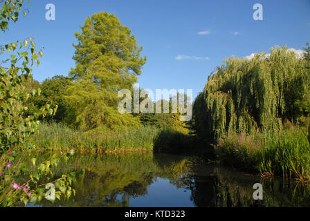 Pond at Isabella Plantation in Richmond Park, Richmond, United Kingdom Stock Photo