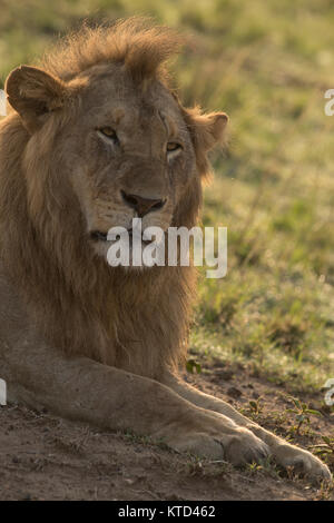Beautiful blond maned lion of the Marsh Pride lying and basking in early morning sunlight waiting for his  female partner to agree to mate in the Masa Stock Photo