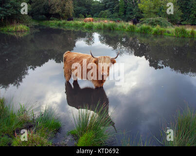 Highland Cattle Bos taurus in village pond at Hanworth common Norfolk Stock Photo