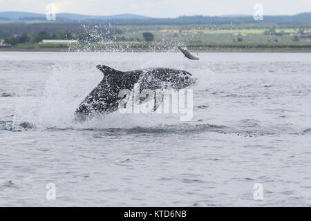 Bottlenose dolphin (Tursiops truncatus) chasing/hunting a salmon in the Moray Firth, Chanonry Point, Scotland, UK Stock Photo