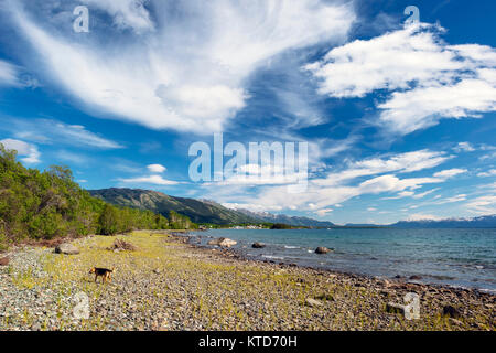 A shepherd dog walking on the beach beside Atlin Lake, BC, with Teresa Island in the distance. Stock Photo