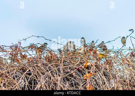 Sparrows on a bush in the autumn. A flock of sparrows. Stock Photo