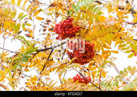 Rowan tree with red ripe berries. Rowan in the autumn on a tree Stock Photo