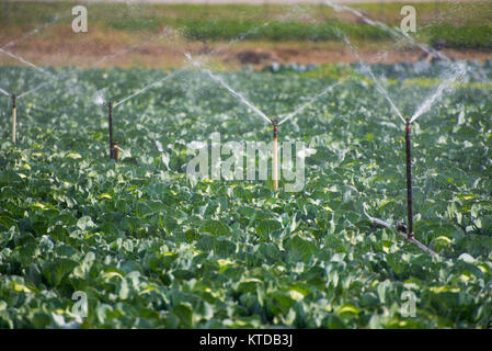 Agricultural irrigation system for watering cabbage field Stock Photo ...