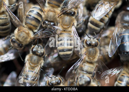 The Caucasian honey bee originates from the high valleys of the Central Caucasus. Georgia is the “central homeland” for the subspecies, although the b Stock Photo