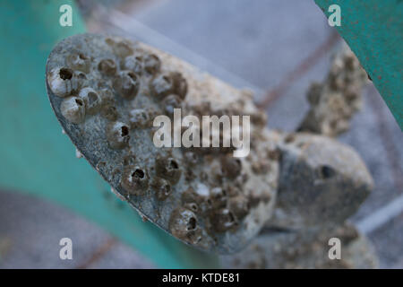 Marine boat propeller fouled with barnacles and shells Stock Photo