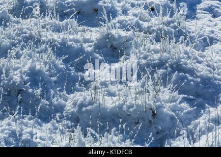 Grasses covered with snow in Ponderosa Grove Campground on BLM land near Coral Pink Sand Dunes State Park, Utah, USA Stock Photo