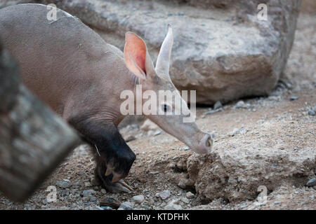 A fire broke out affecting the Animal adventure and cafe area at ZSL London Zoo, London, UK, 23rd Dec 2017. An aardvark (Orycteropus afer) named Misha Stock Photo