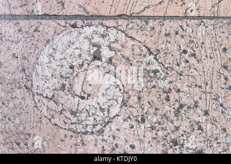 Ammonite in a pink pavement in Verona in Italy Stock Photo