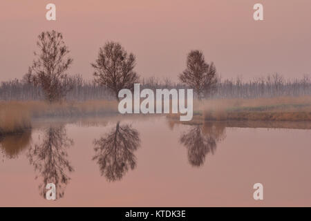 Trees reflected in water Stock Photo