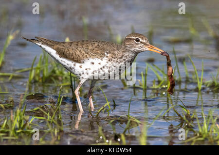 A spotted sandpiper caught a worm in a northern Wisconsin pond. Stock Photo