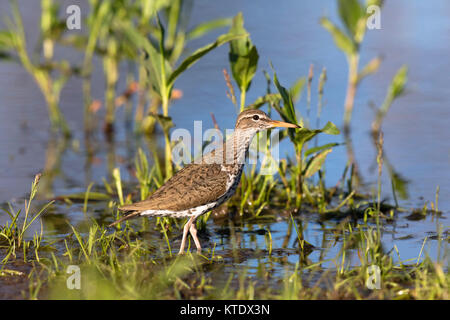 Spotted sandpiper in northern Wisconsin Stock Photo
