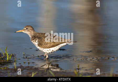 Spotted sandpiper in northern Wisconsin Stock Photo