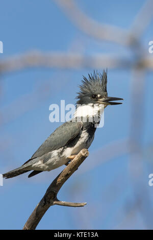 Belted kingfisher -  male Stock Photo