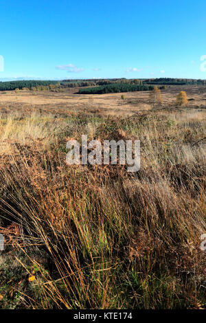 Autumn colour Cannock Chase Country Park AONB (area of outstanding ...