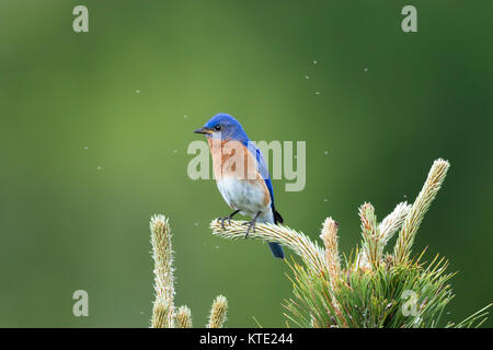 Eastern bluebird - male Stock Photo