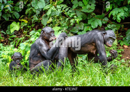 Bonobos in natural habitat on Green natural background. The Bonobo ( Pan paniscus), called the pygmy chimpanzee. Democratic Republic of Congo. Africa Stock Photo