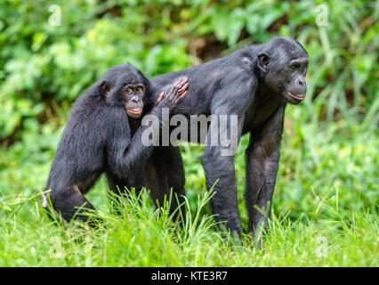 Bonobos in natural habitat on Green natural background. The Bonobo ( Pan paniscus), called the pygmy chimpanzee. Democratic Republic of Congo. Africa Stock Photo