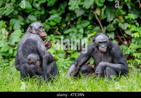 Bonobos in natural habitat on Green natural background. The Bonobo ( Pan paniscus), called the pygmy chimpanzee. Democratic Republic of Congo. Africa Stock Photo