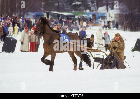 NORTH SWEDISH HORSE in competition on the ice to frozen Brunnsviken Stockholm 1990 Stock Photo