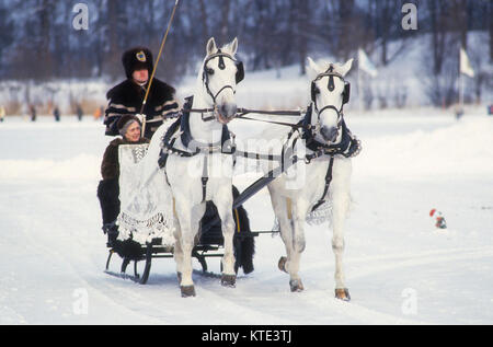 DOUBLE HORSES in front of one of  sledges of the Court on the ice to frozen Brunnsviken Stockholm 1990 Stock Photo