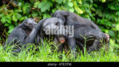 Bonobos in natural habitat on Green natural background. The Bonobo ( Pan paniscus), called the pygmy chimpanzee. Democratic Republic of Congo. Africa Stock Photo