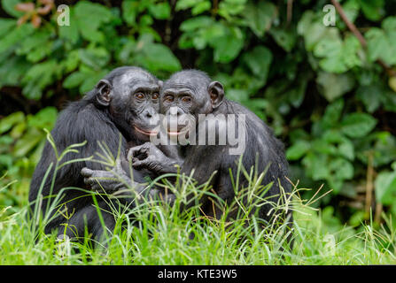 Bonobos in natural habitat on Green natural background. The Bonobo ( Pan paniscus), called the pygmy chimpanzee. Democratic Republic of Congo. Africa Stock Photo