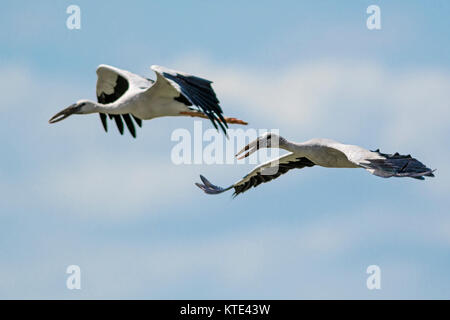 Asian Openbill  Stork - Anastomus oscitans, Sri Lanka Stock Photo