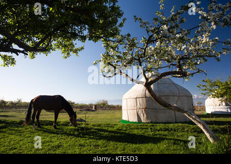 A horse and yurt at Almaluu tourist yurt camp on the southern shore of Issyk-Kol Lake in Kyrgyzstan. Stock Photo