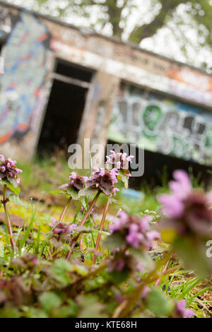 Wild flowers growing on derelict site, graffiti on background buildings Stock Photo