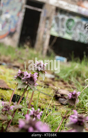 Wild flowers growing on derelict site, graffiti on background buildings Stock Photo