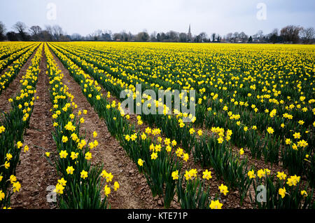 Spring time. Yellow daffodils in a field with church spire in background. Stock Photo
