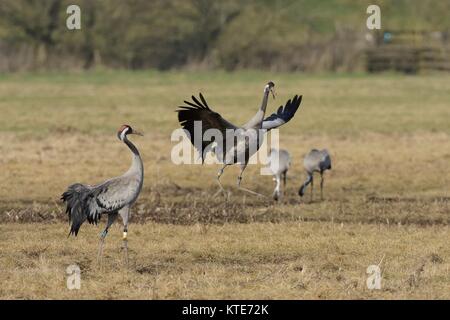 Common / Eurasian crane (Grus grus) pair dancing as another pair feeds in the background, Gloucestershire, UK, February. Stock Photo