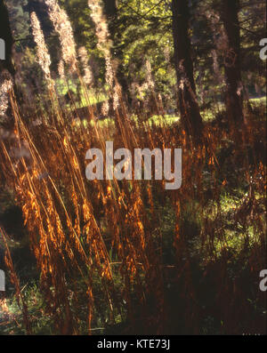 Long grasses at sunset in woodlands Stock Photo