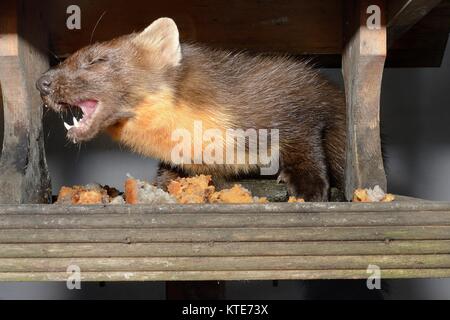 Young male Pine Marten (Martes martes) visiting a bird table at a guest house at night to feed on fruit cake, Knapdale, Argyll, Scotland, October. Stock Photo