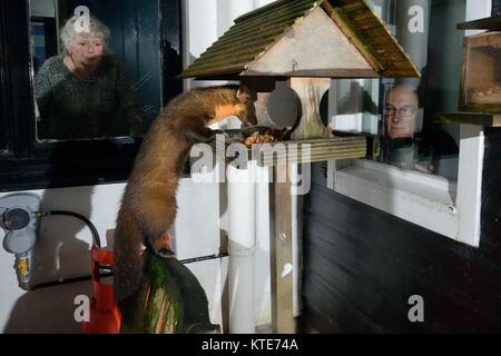 Young male Pine Marten (Martes martes) visiting a bird table at a guest house at night to feed, watched by the owner and a guest. Stock Photo