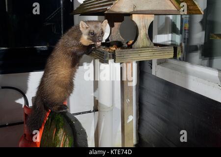 Adult female Pine Marten (Martes martes) visiting a bird table at a guest house at night to feed on fruit cake, Knapdale, Argyll, Scotland, October. Stock Photo