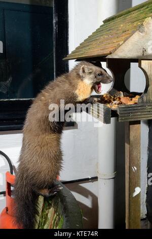 Adult female Pine Marten (Martes martes) visiting a bird table at a guest house at night to feed on fruit cake, Knapdale, Argyll, Scotland, UK. Stock Photo