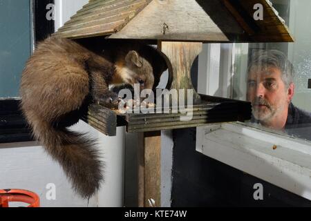 Adult female Pine Marten (Martes martes) visiting bird table at a guest house at night to feed on fruit cake, watched by a guest, Knapdale, Scotland. Stock Photo