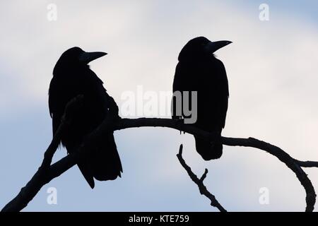 Two Rooks (Corvus frugilegus) silhouetted as they perch on a tree branch at their roost site at sunset, Gloucestershire, UK, February. Stock Photo