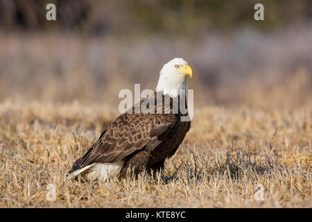 Bald Eagle Stock Photo