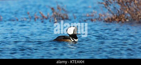 Drake hooded merganser swimming in a northern Wisconsin lake Stock Photo