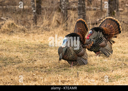 Eastern wild Turkey Stock Photo