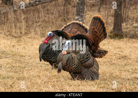 Eastern wild Turkey Stock Photo