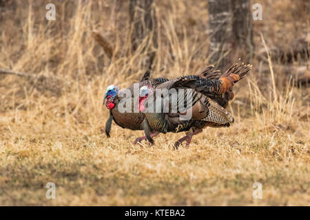 Eastern wild Turkey Stock Photo